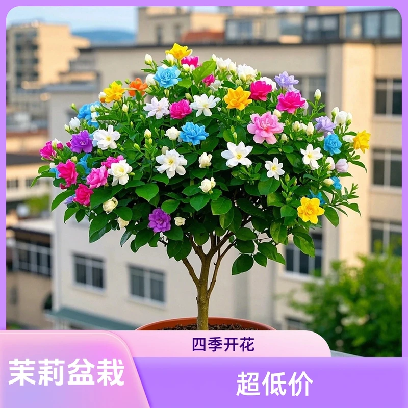 茉莉花盆栽老桩花卉植物室内花四季开花树苗阳台庭院好养绿植易活