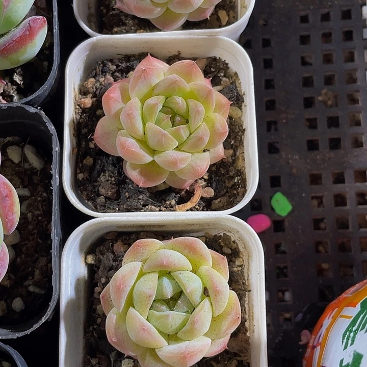 小仙子3.8带哦土发