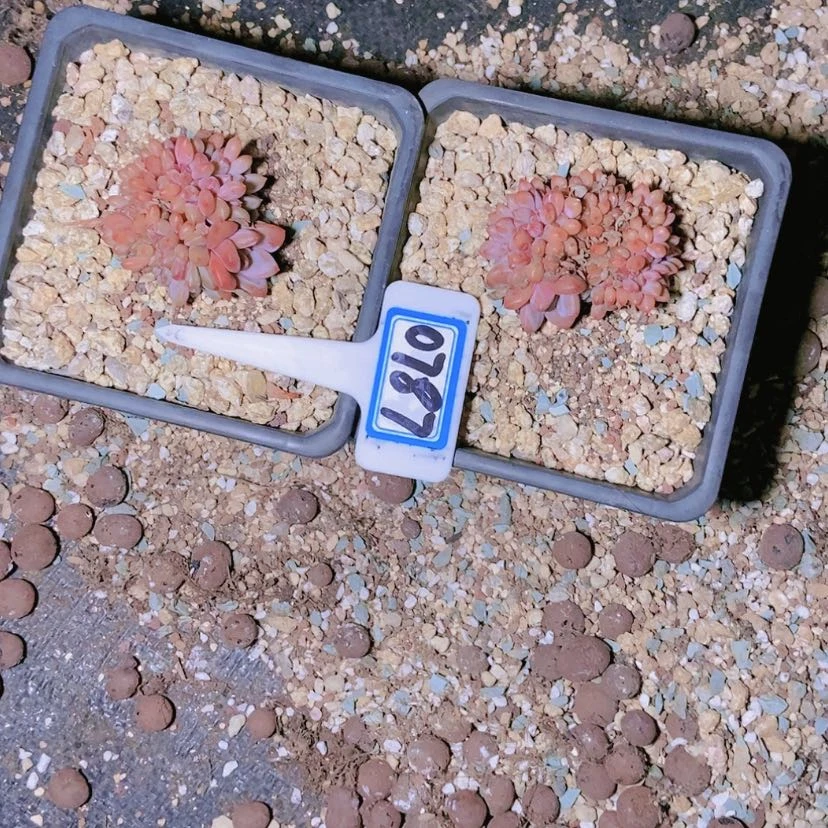 【闪购商品】巧****芙0787爱丽儿两颗