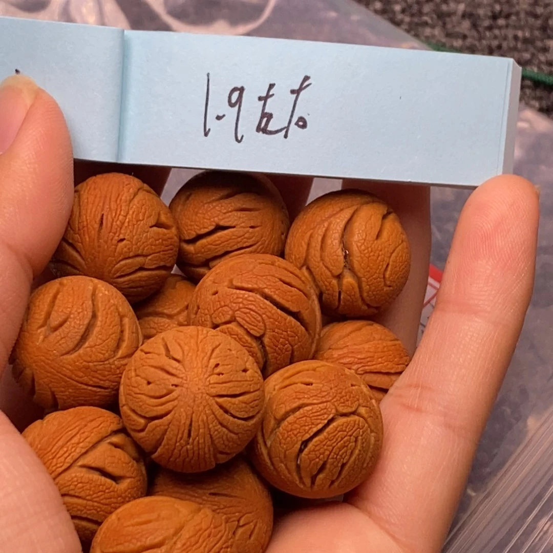 秦岭山脉龙纹桃核
