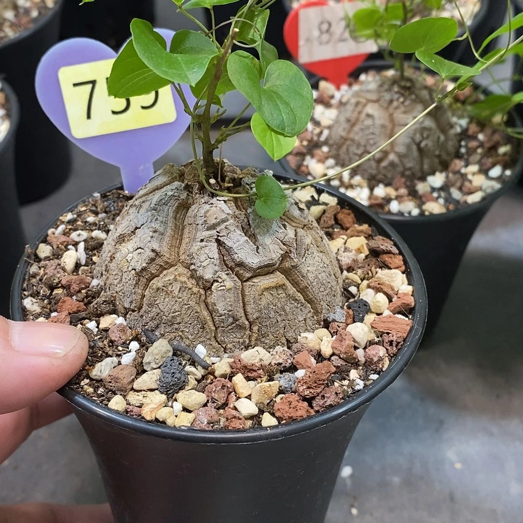 南非龟甲龙龟甲龙