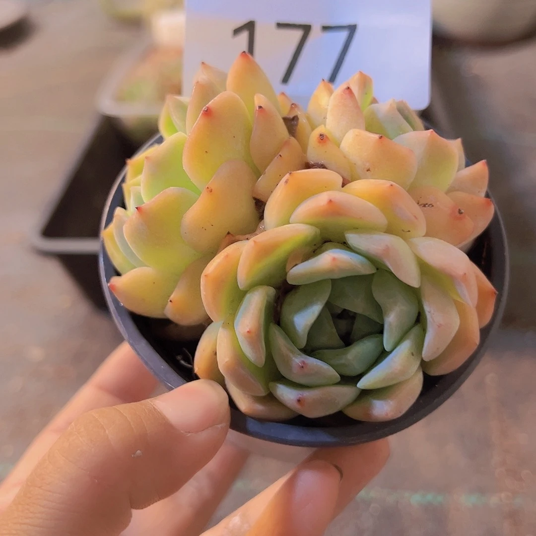 177.带盆带土发货