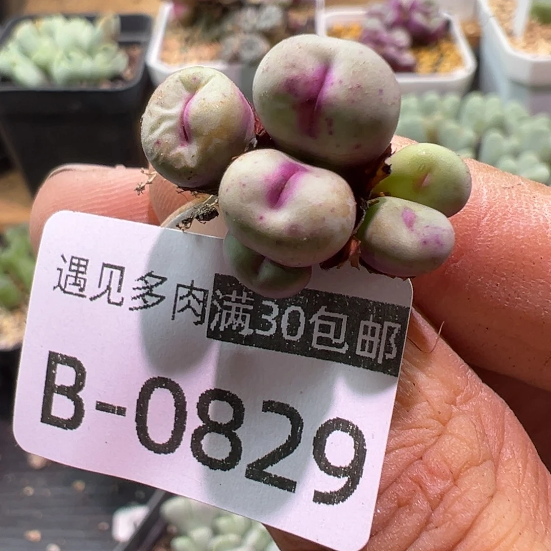 多肉植物111111111111