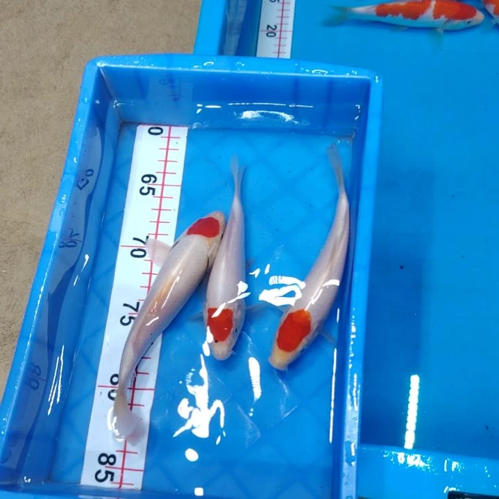 海水顺丰包邮开箱包活1