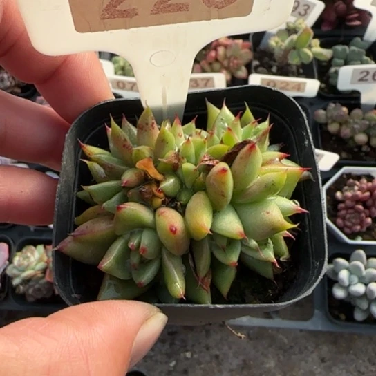 223埃克魂缀多肉植物多
