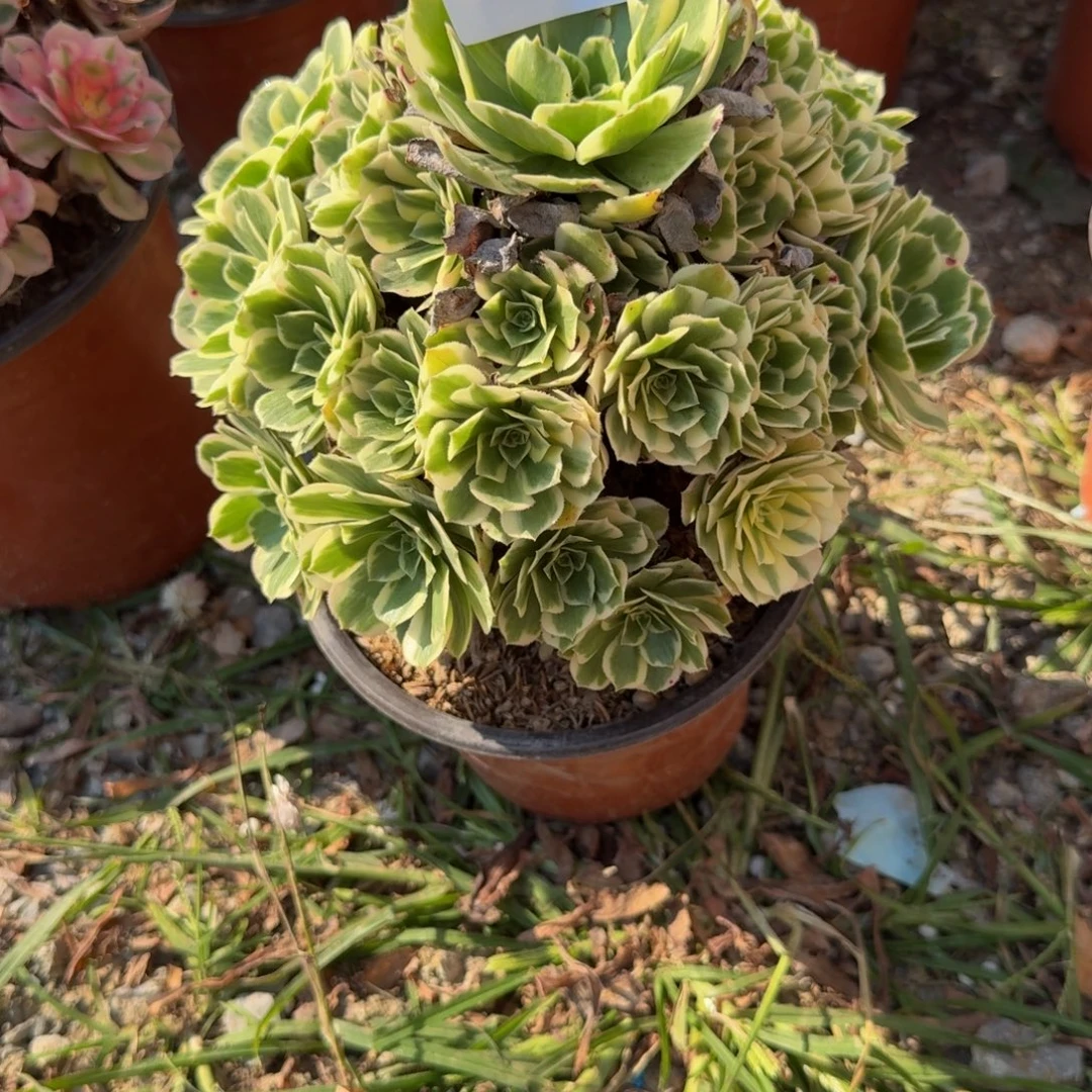 675冷月。多肉植物