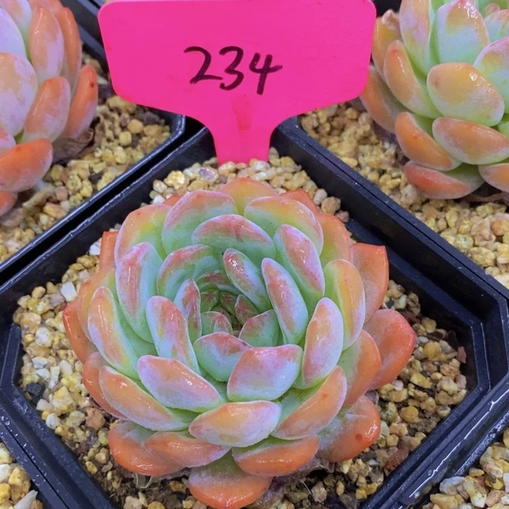 开心多肉，破1.5粉丝专场