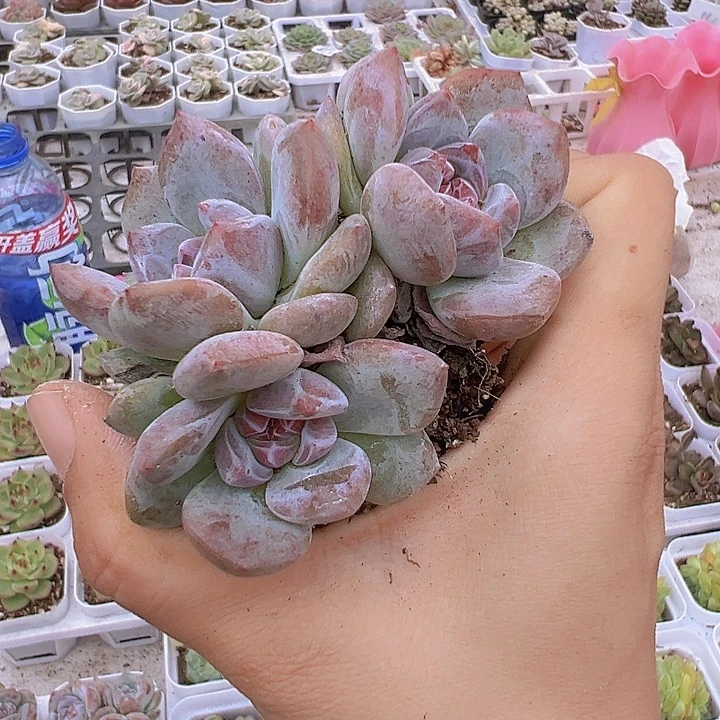 溏心石榴籽群19包邮
