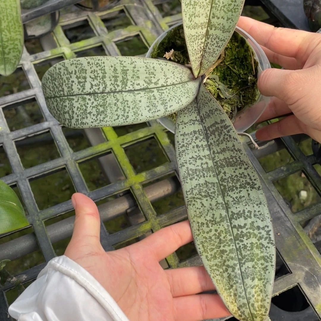 当前无花栽培后可以开花3.5银叶细少根