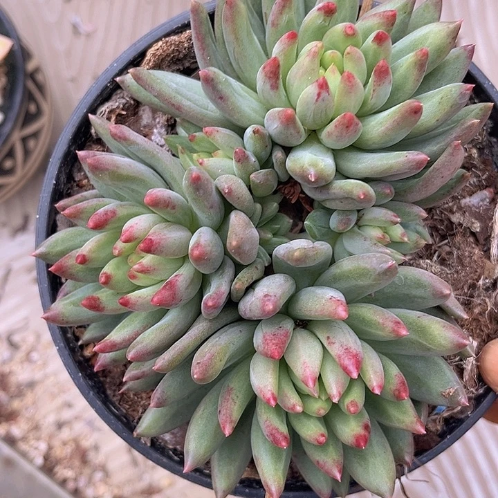 虞美人二代0705多肉植物