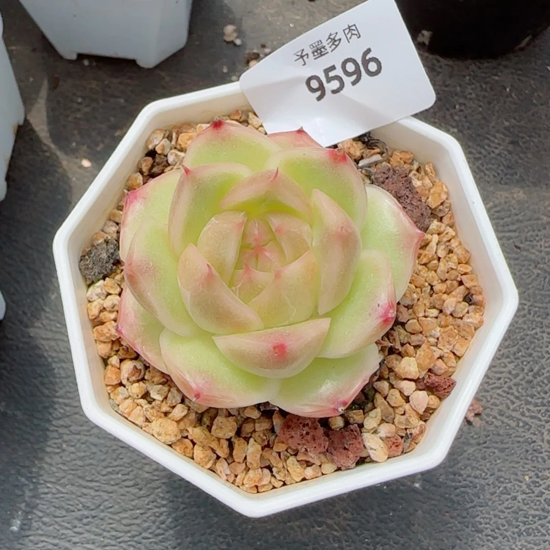 丹霞珍妮，9596多肉植物