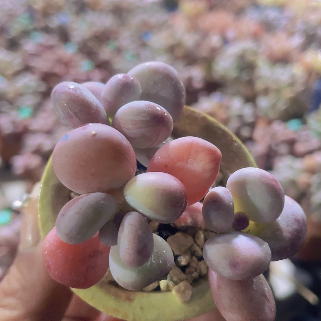 带盆发货 3头 萤火虫奶酪