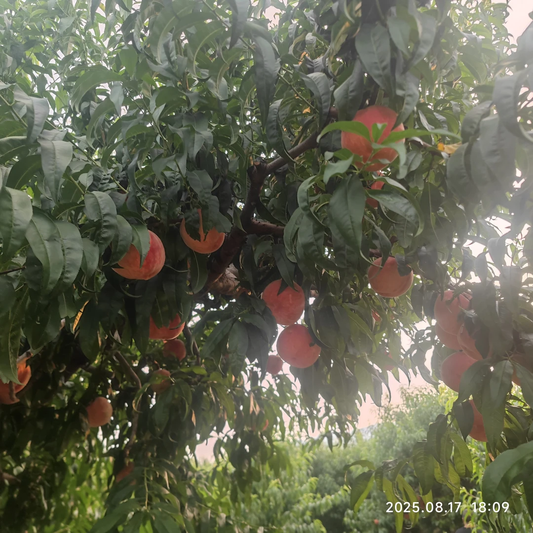 平谷大桃水蜜桃九号