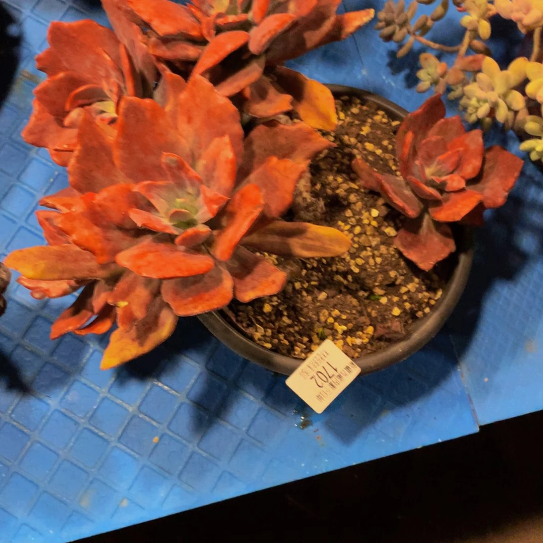 L****u1702钻石锦多肉