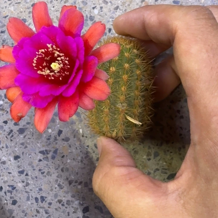 31金妞紫水晶歪2个无根侧牙小，20包邮