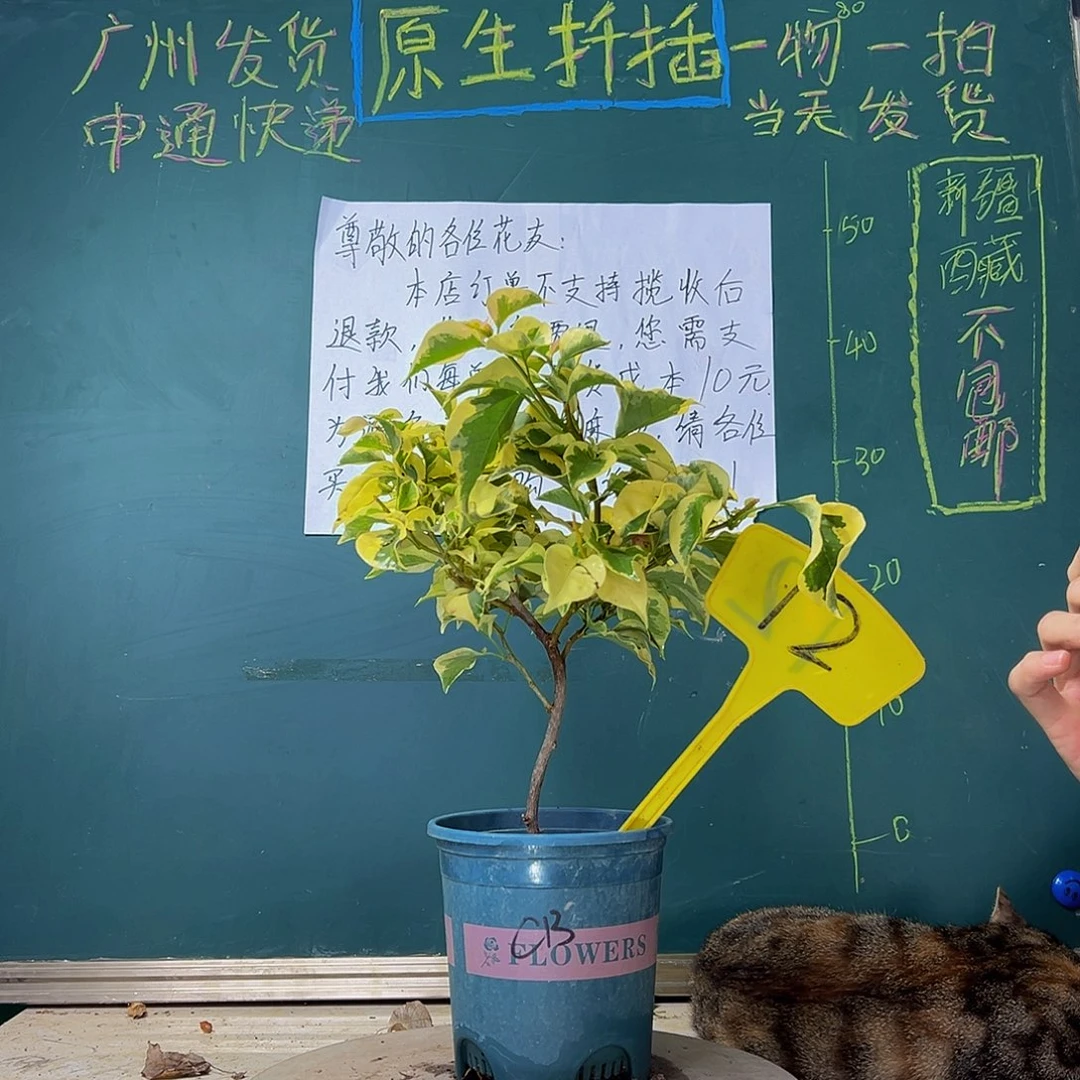 当前无花栽培后可以开花  橙冰  12
