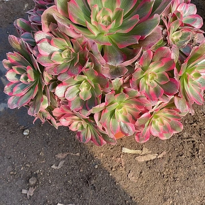 多肉植物七彩755多肉