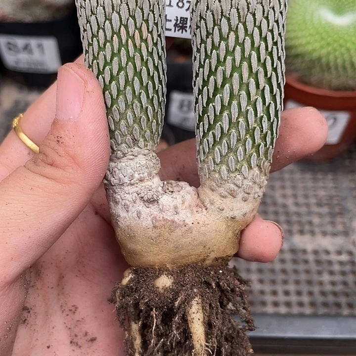 147精巧丸仙人球植物