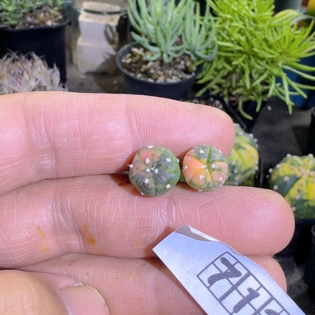 小***羽713兜锦2个一份脱土发货