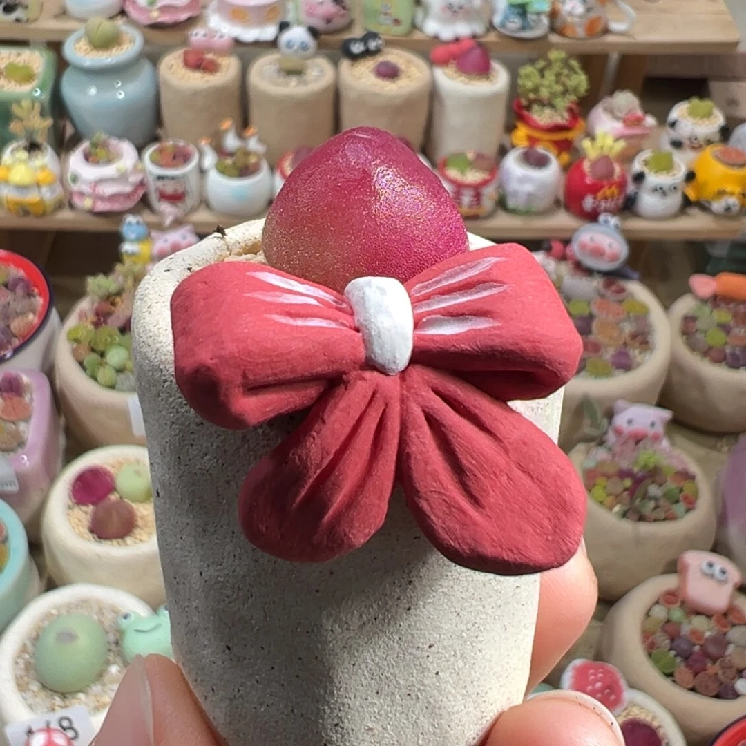 多肉植物175号灯泡