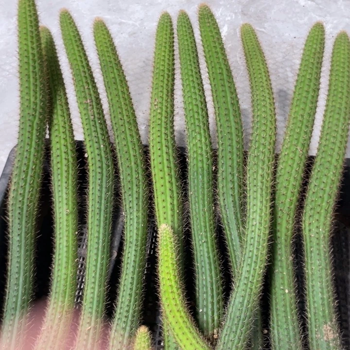 自根彩舞柱金妞30公分左右