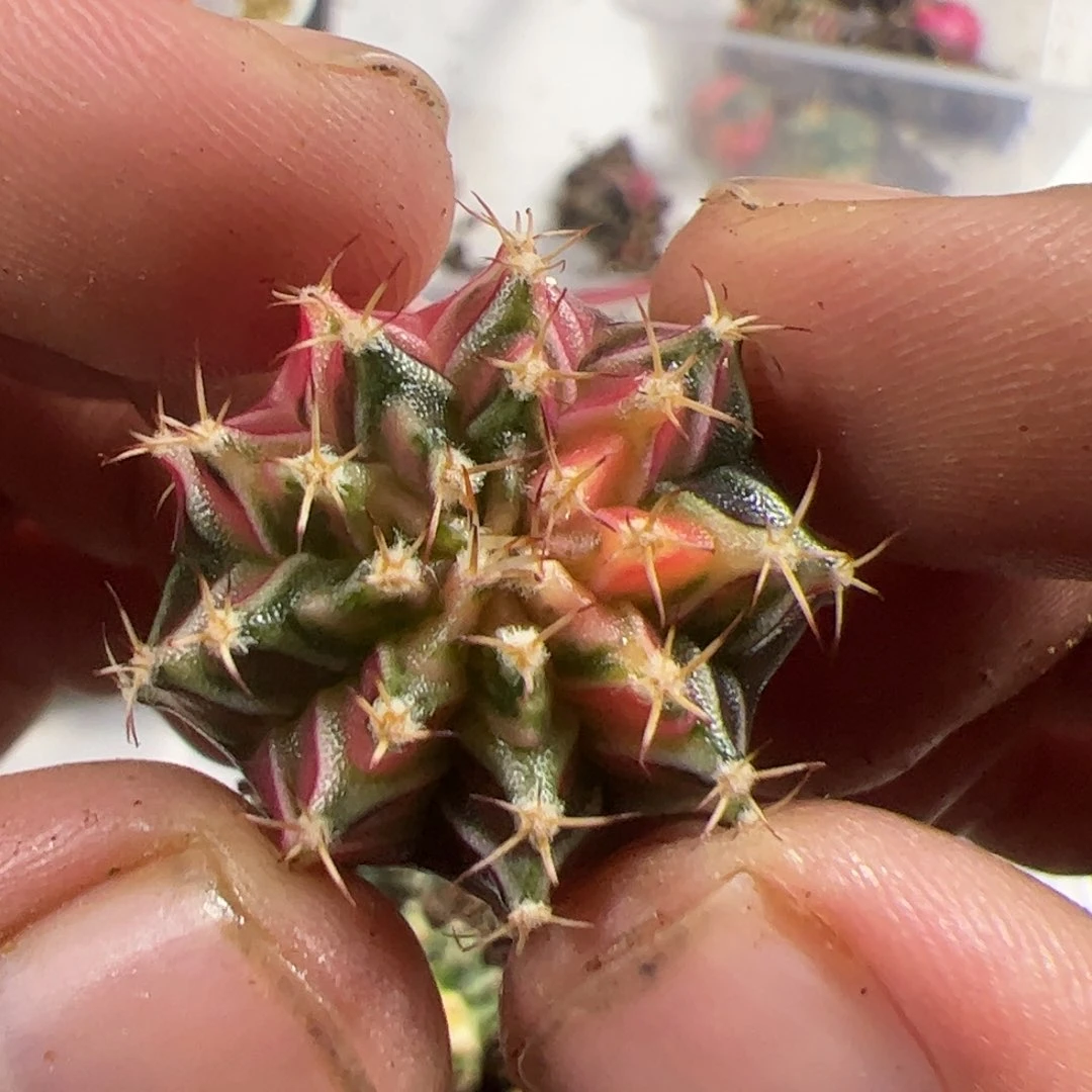 X***I当前无花栽培后可以开花231