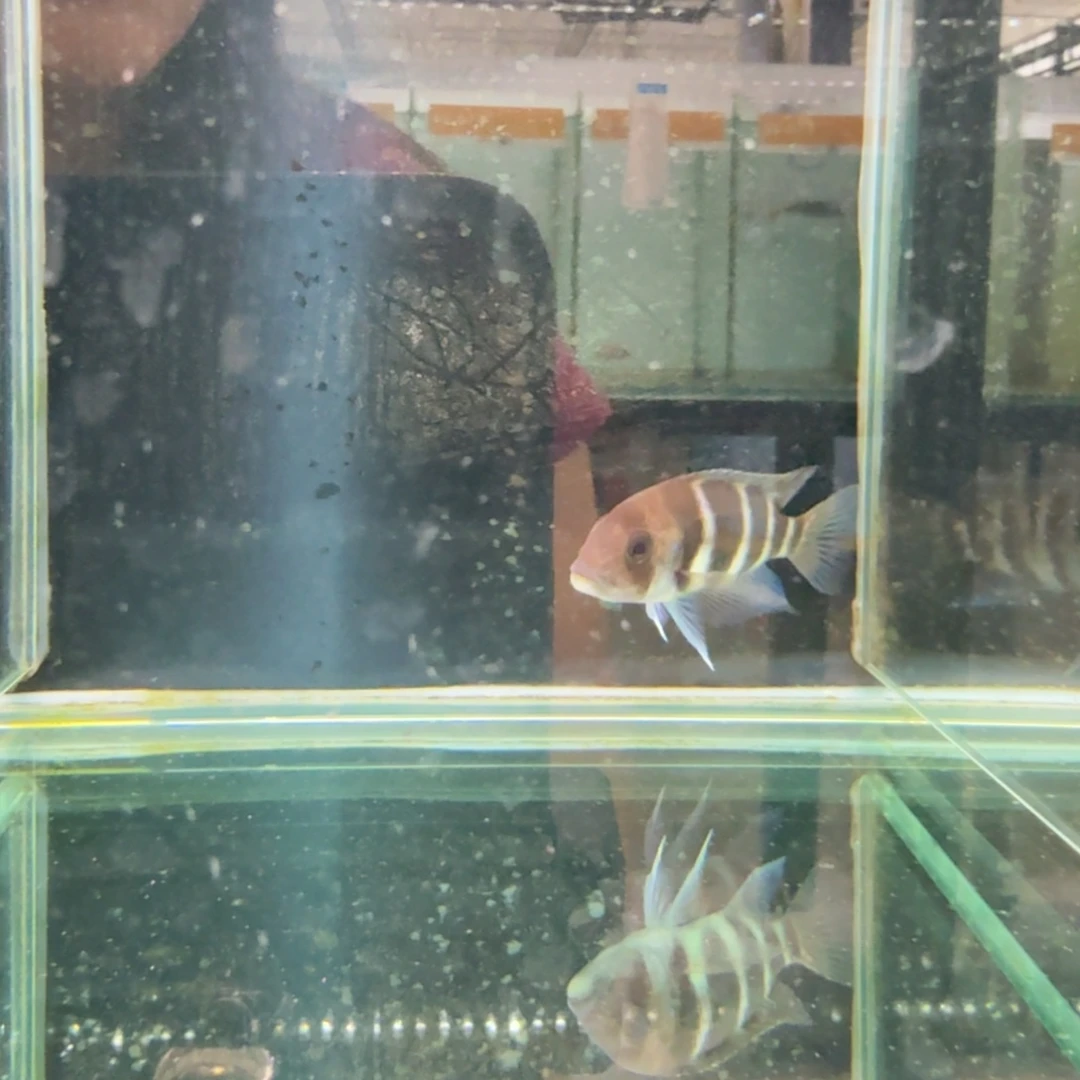 慈鲷1261布隆迪。
