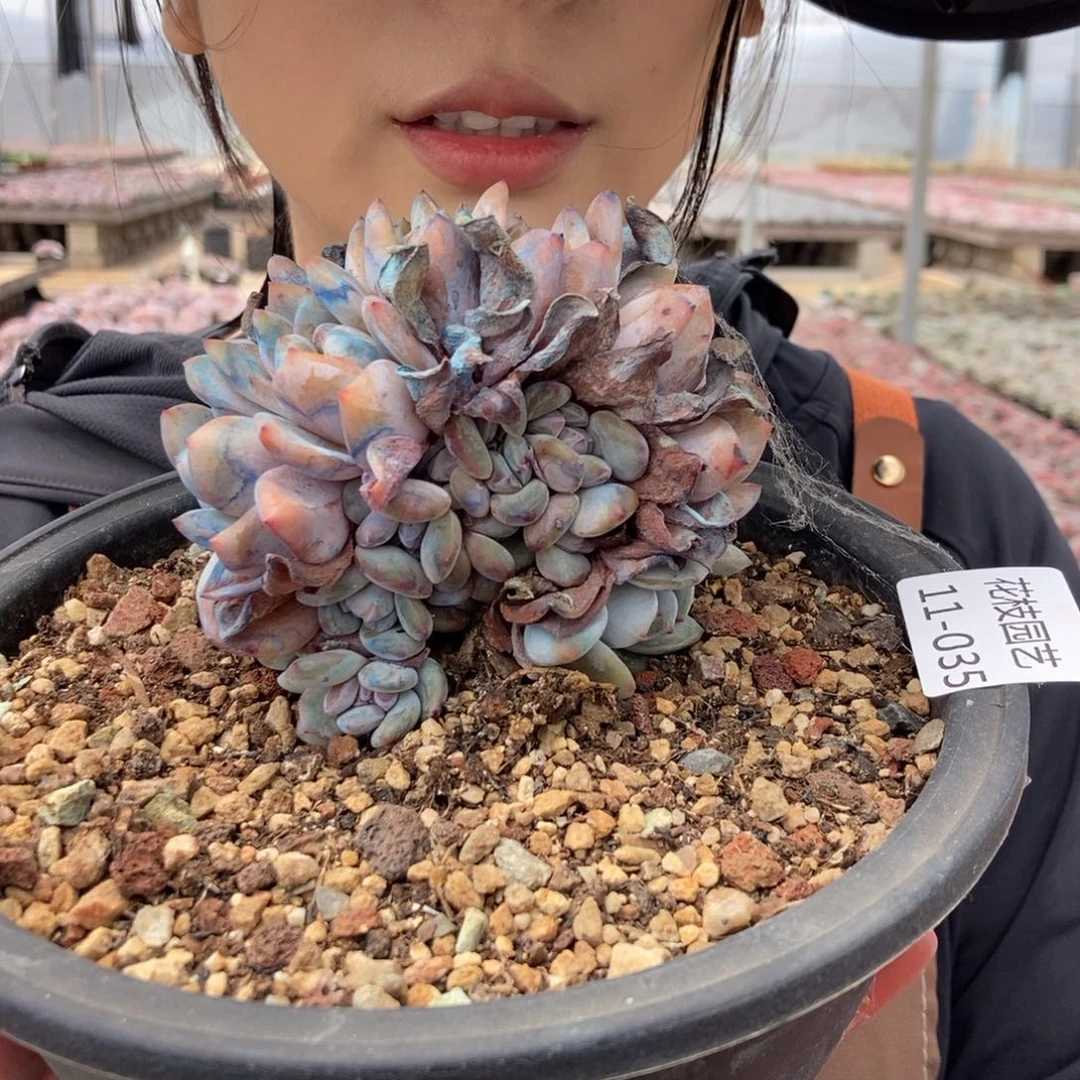 11-35星影朵一物一拍