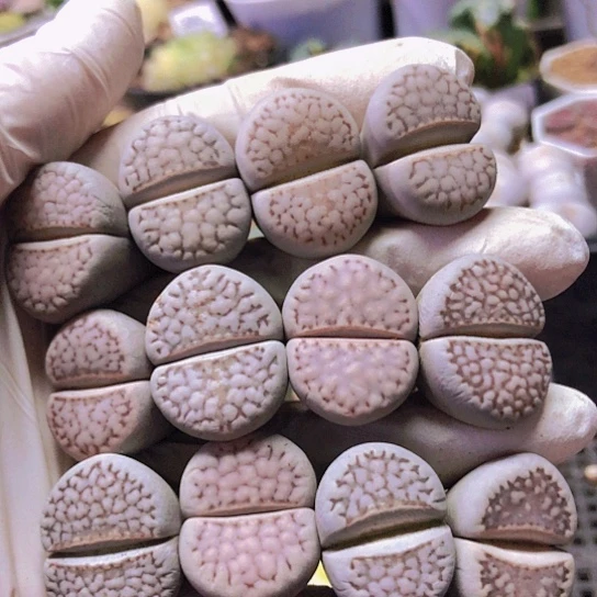 无花朵2664，2.2厘米左右如图