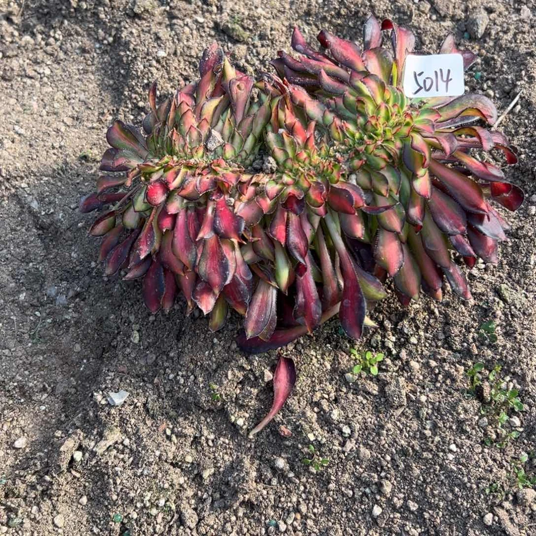 骑***海5014晚霞缀多肉徐州寄养