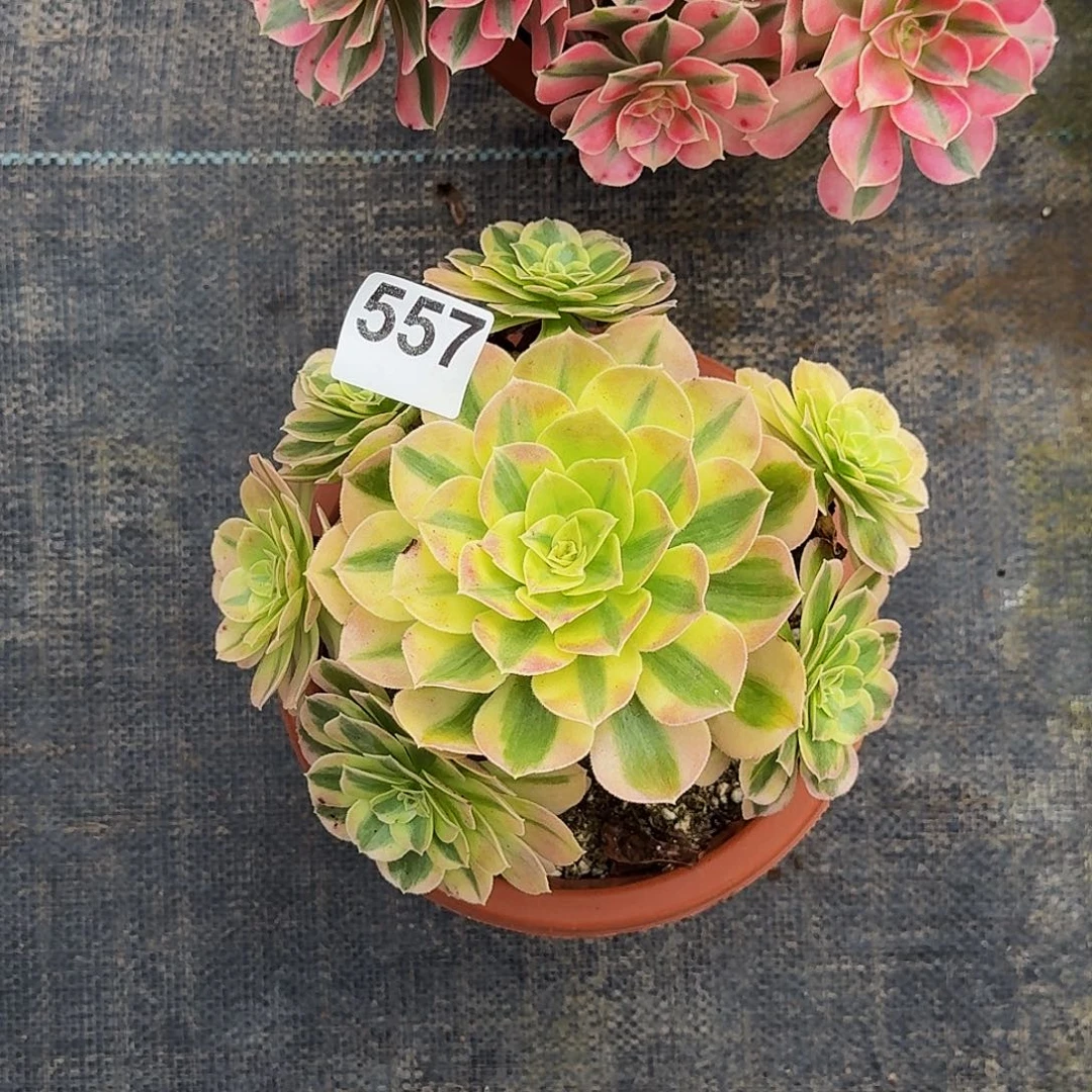 557玉姿法师植物多肉