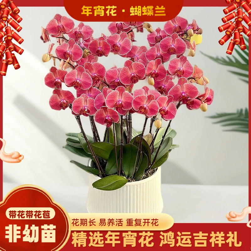 【三文鱼】-梦茜儿的花坊-有质感橙红色好养活长带花带花卉盆栽