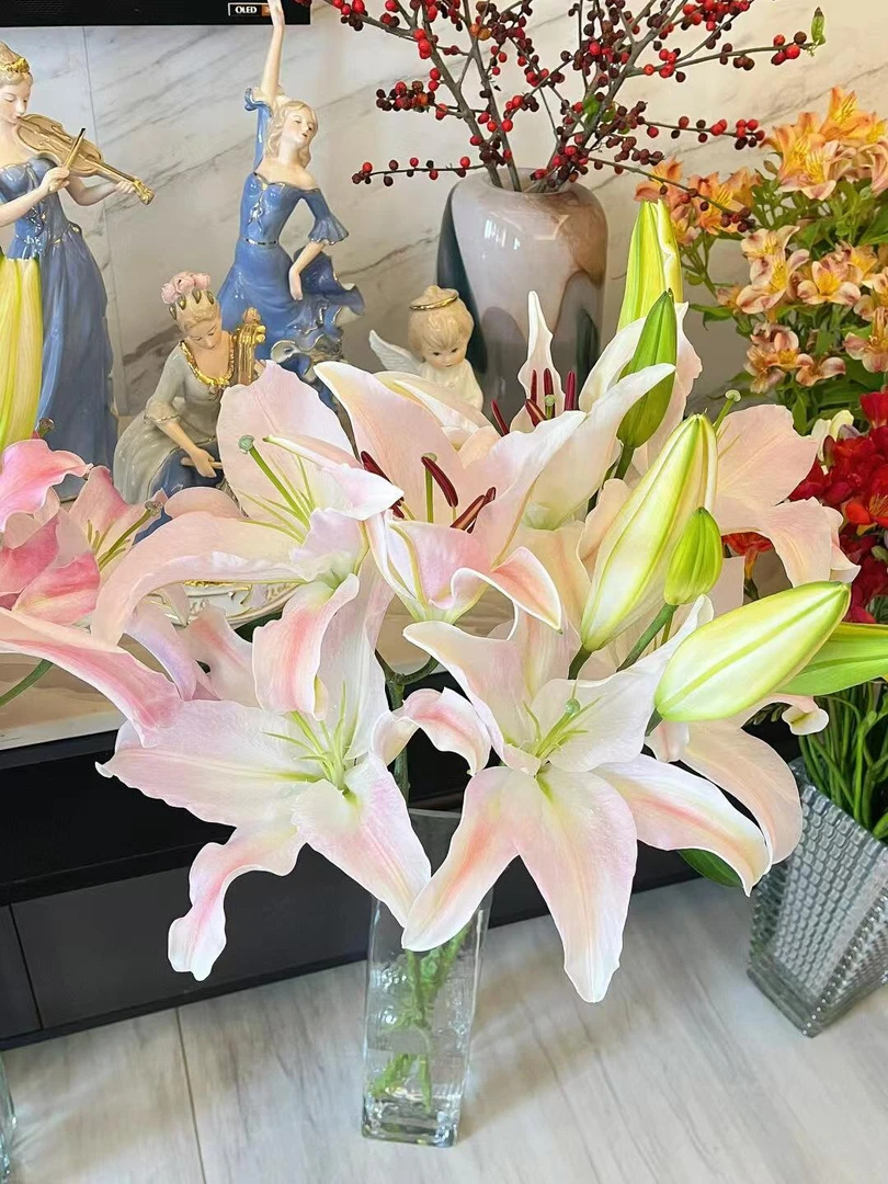 【卡通粉单瓣香水百合】 全场任意两单京东/顺丰