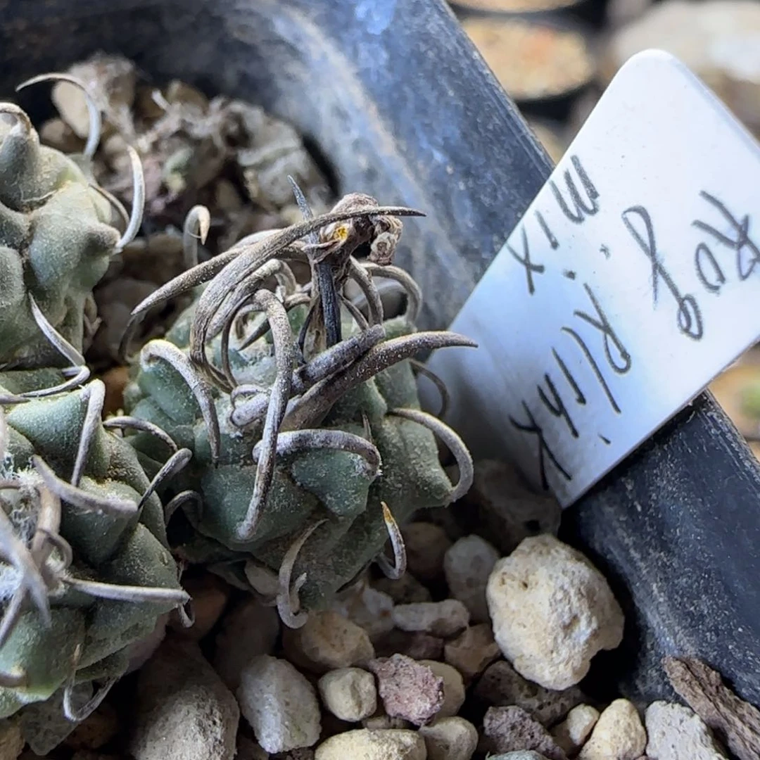 456实生碳刺升云龙多肉