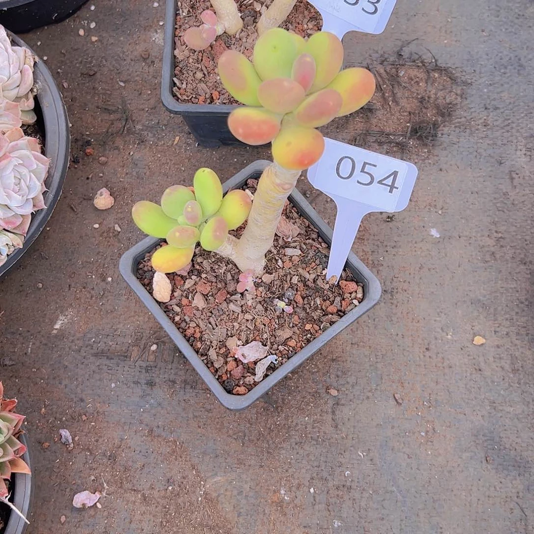 俞*054芒果奶10。。。