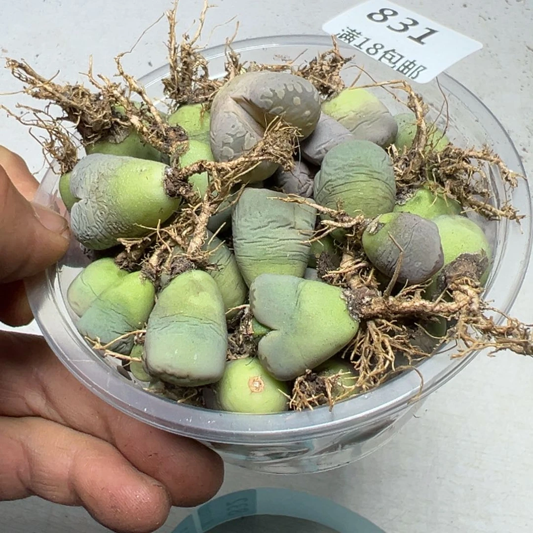 【闪购商品】 831。