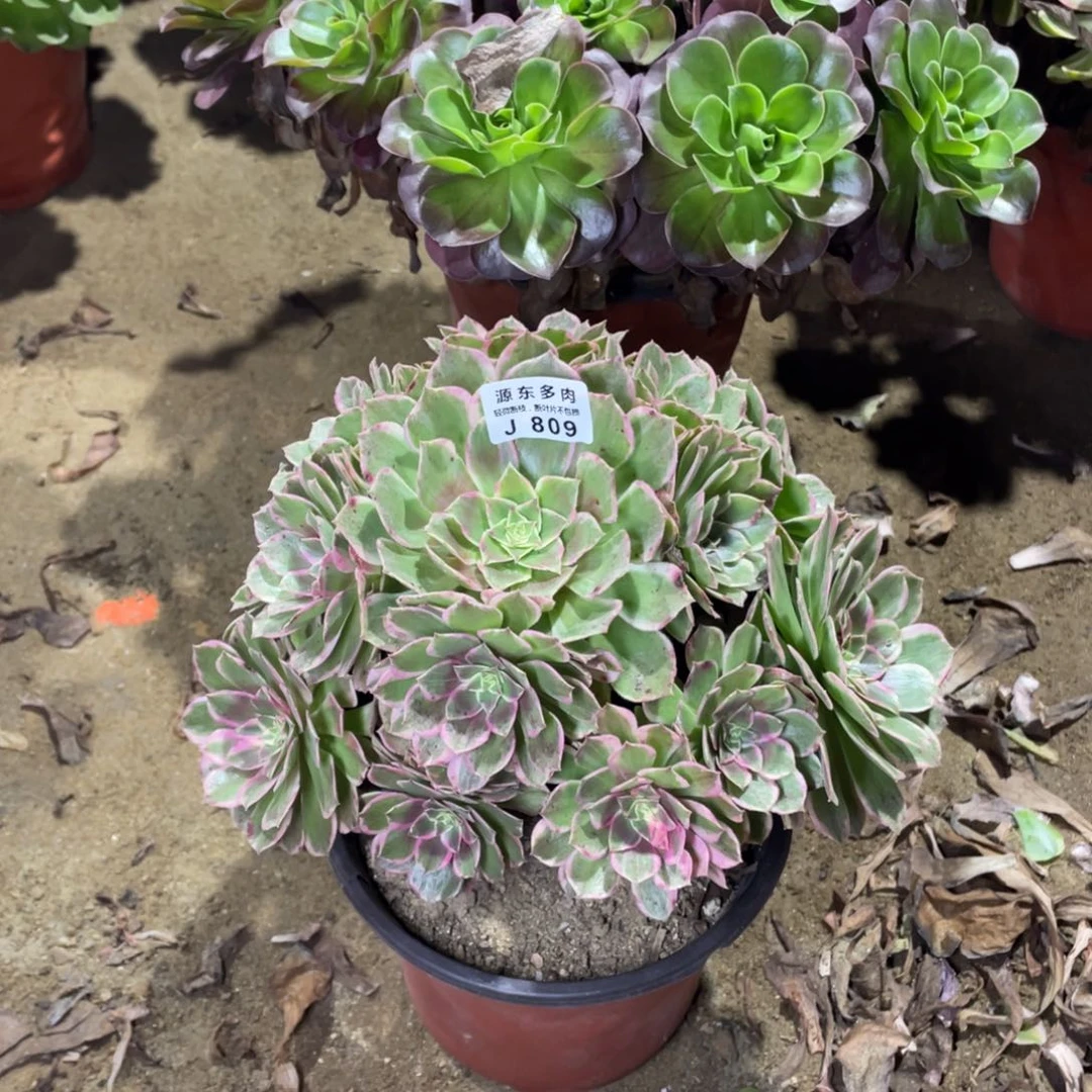 809万紫多肉法师断枝不包