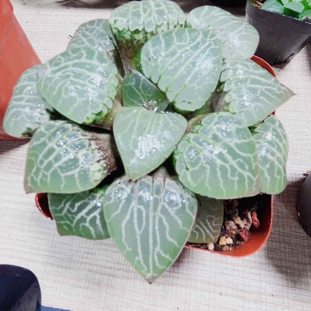 水晶康平101多肉植物6666