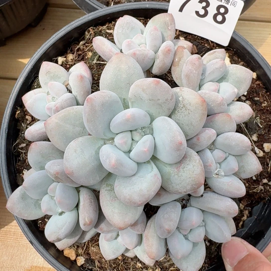 香水         多肉植物