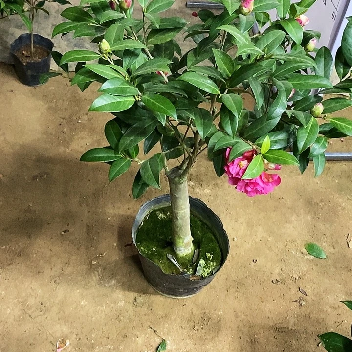 期望。  一物一拍