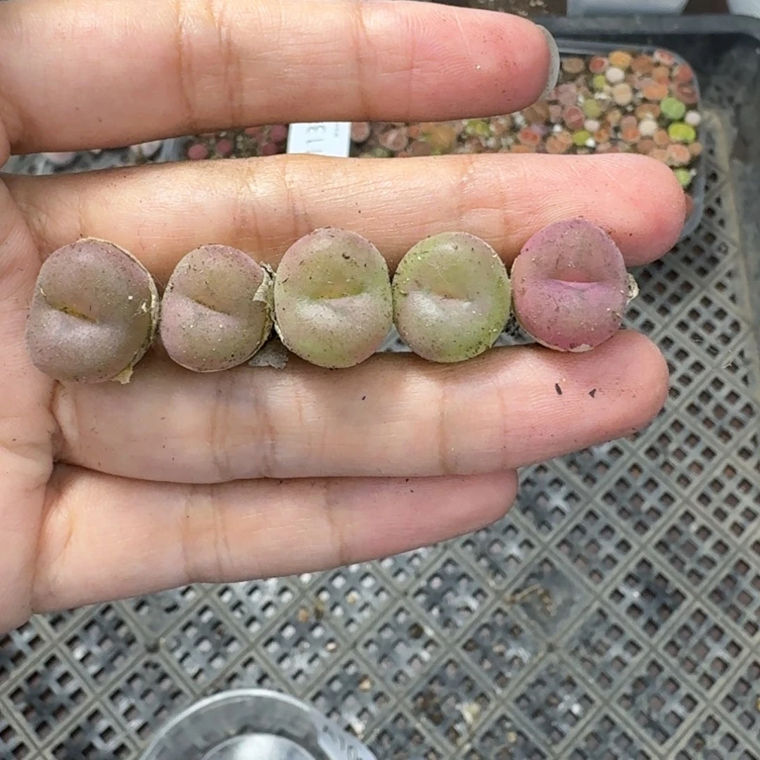 1095 生石花和肉锥
