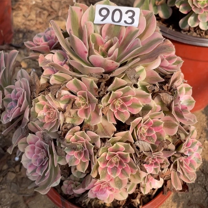 无花朵903多肉植物粉女巫