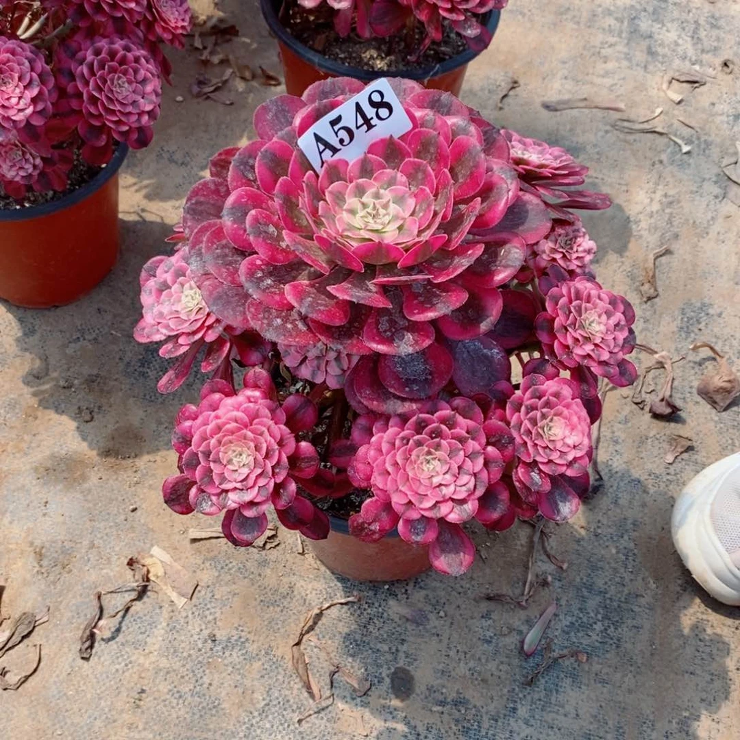 嫩桩红铜白548多肉法师