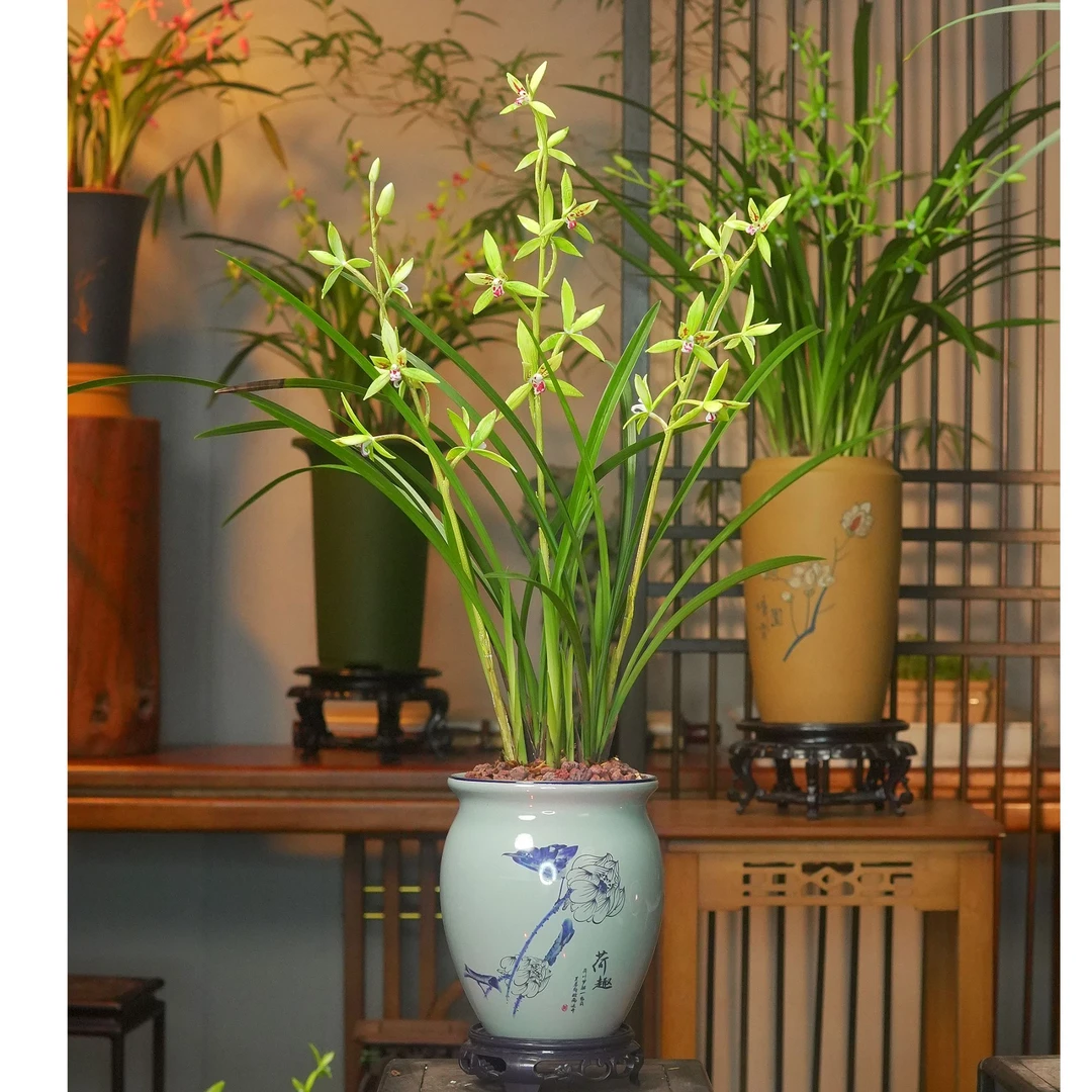 建兰铭品【玉影蝴蝶】荷趣陶瓷盆 幽香兰花 室内好养易活