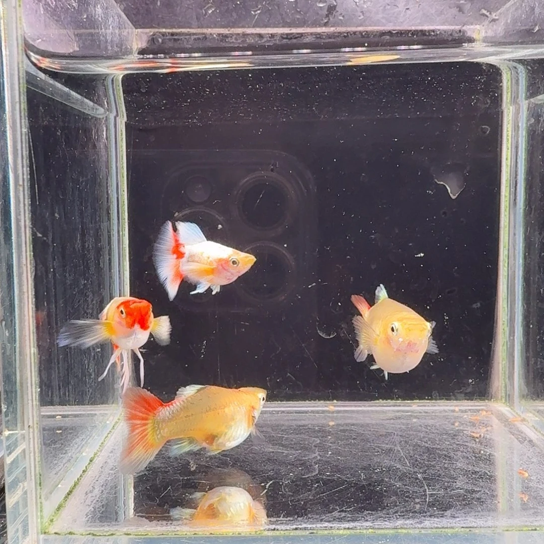 孔雀鱼圣诞2对孔雀鱼