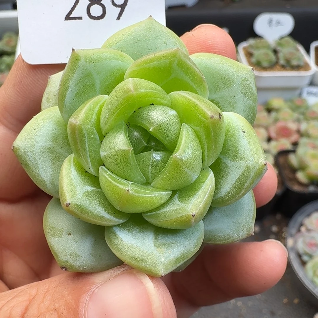 一物一拍一物一拍918-289