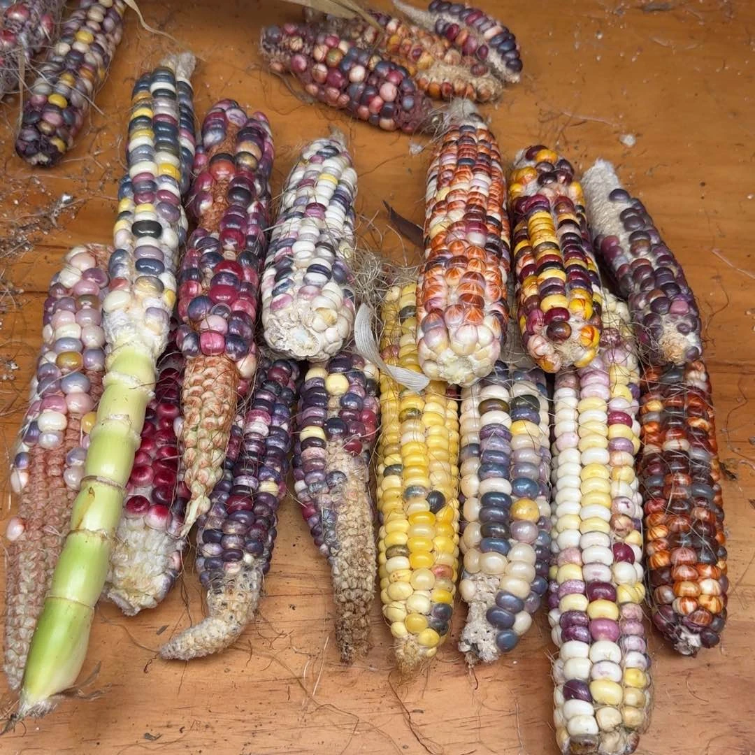 南***意吊坠柏香籽/百香籽