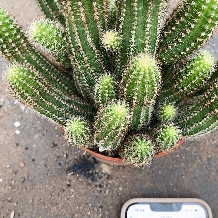 新白糖白糖3567777