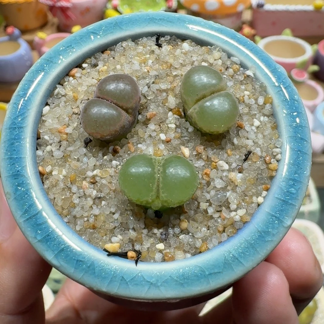 蘑菇1039粉樱多肉植物