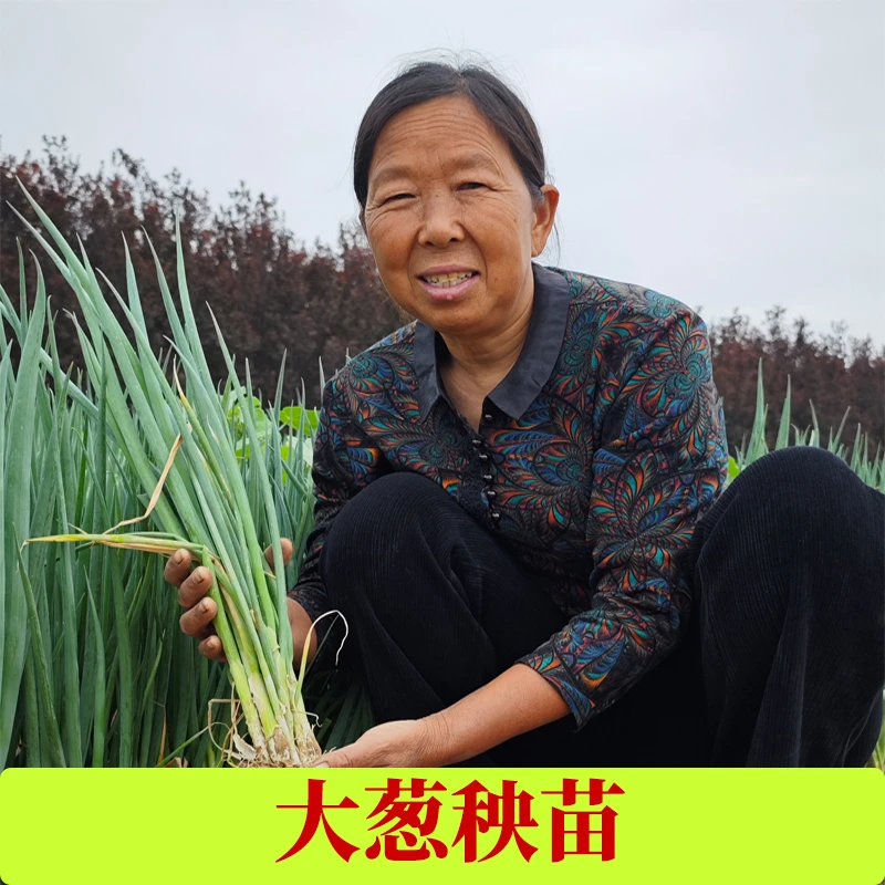 [杨姐推荐]新鲜大葱秧子葱苗秧苗铁杆大葱苗